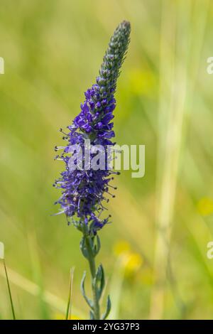 Veronica spicata Spiked speedwell syn. Pseudolysimachion spicatum est une espèce de plante à fleurs de la famille des Plantaginacées. Banque D'Images