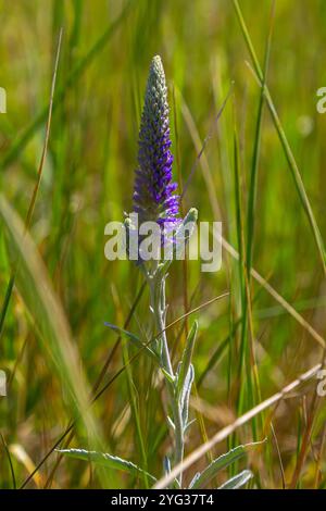 Veronica spicata Spiked speedwell syn. Pseudolysimachion spicatum est une espèce de plante à fleurs de la famille des Plantaginacées. Banque D'Images