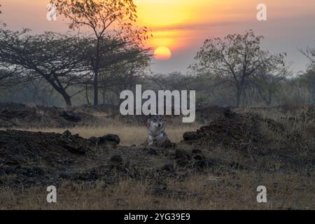 Aventuré au cœur de la prairie de Bhigwan à l'aube, pour assister à la liberté du loup gris indien dans son habitat naturel. Banque D'Images