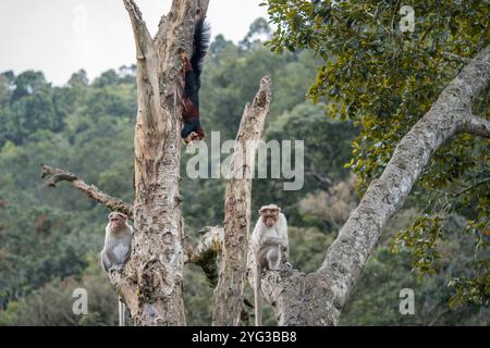 L'écureuil géant de Malabar bénéficie de sa propre sécurité Z+ tandis que les macaques Bonnet montent la garde. Les animaux coexistent toujours en paix, la leçon que nous devons apprendre d'eux Banque D'Images