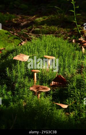 'Champignons forestiers poussant sur de la mousse avec des feuilles d'automne.' Banque D'Images