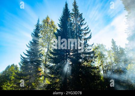 Les rayons du soleil filtrent à travers le brouillard et les pins dans une forêt par une journée ensoleillée, créant une atmosphère magique et enchanteresse Banque D'Images