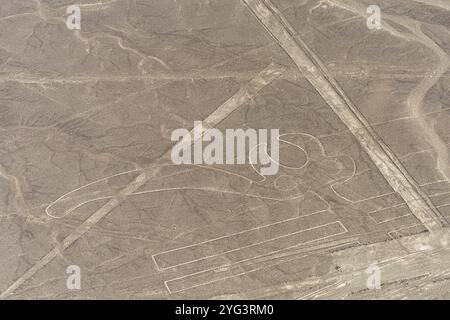 Aérien, le perroquet, géoglyphe de Nazca, lignes de Nazca, Nazca, Pérou, Amérique du Sud Banque D'Images