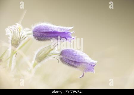 Deux fleurs pasques violettes (Pulsatilla vulgaris) avec un environnement doux et flou dans une lumière douce, Wasserburgertal, Engen, Bade-Wuerttemberg, Allemagne, UE Banque D'Images