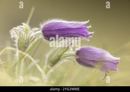 Deux fleurs pasques violettes (Pulsatilla vulgaris) dans un environnement doux et clair, Wasserburgertal, Engen, Bade-Wuerttemberg, Allemagne, Europe Banque D'Images