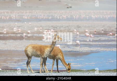 Vicunas sauvages sur les dunes de sable en Argentine, Amérique du Sud Banque D'Images