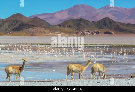 Vicunas sauvages sur les dunes de sable en Argentine, Amérique du Sud Banque D'Images