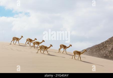 Vicunas sauvages sur les dunes de sable en Argentine, Amérique du Sud Banque D'Images