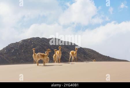 Vicunas sauvages sur les dunes de sable en Argentine, Amérique du Sud Banque D'Images