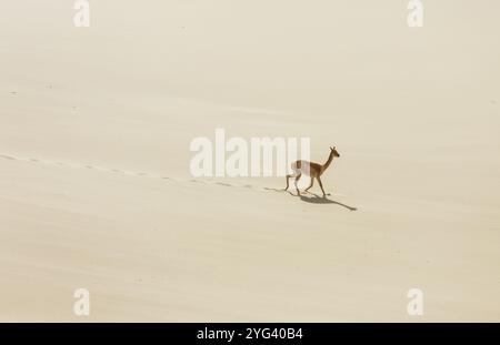 Vicunas sauvages sur les dunes de sable en Argentine, Amérique du Sud Banque D'Images