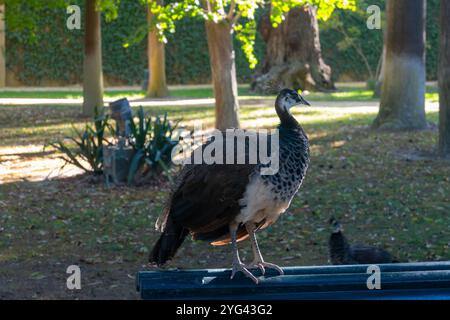 Parc public vert avec de grands arbres, beaucoup d'ombre, paons colorés oiseaux dans l'une des plus anciennes villes d'Europe, Séville, Andalousie, Espagne, conception de jardin Banque D'Images