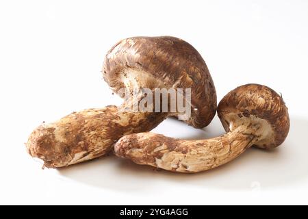 Champignons Matsutake dans un sac blanc Banque D'Images