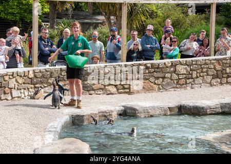 Cornwall, Royaume-Uni – 19 juin 2024 : touristes regardant l'exposition d'alimentation des pingouins à Paradise Park, Hayle Banque D'Images