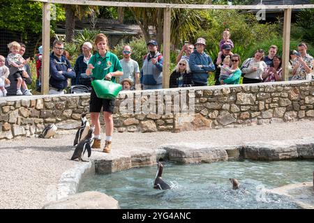 Cornwall, Royaume-Uni – 19 juin 2024 : touristes regardant l'exposition d'alimentation des pingouins à Paradise Park, Hayle Banque D'Images