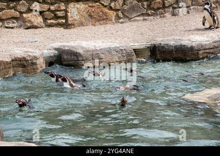 Cornwall, Royaume-Uni – 19 juin 2024 : les pingouins se rassemblent en attendant le poisson à l'heure du repas au Paradise Park, Hayle Banque D'Images