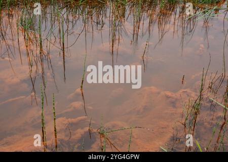 Prêle d'eau poussant dans un fossé avec infiltration d'eau souterraine riche en fer, formant oxyde de fer rouge-orange et hydroxyde dans la boue et l'eau Banque D'Images