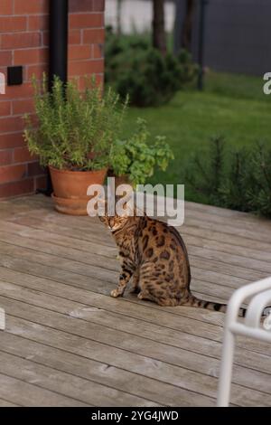 Chat bengale détendu de neuf ans se relaxant sur la terrasse. Concept de chat domestique Banque D'Images