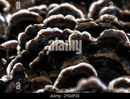 Un plan macro détaillé de Coriolus versicolor , champignon de queue de dinde, affichant ses textures ondulées et contrastant des bandes sombres et claires, highli Banque D'Images
