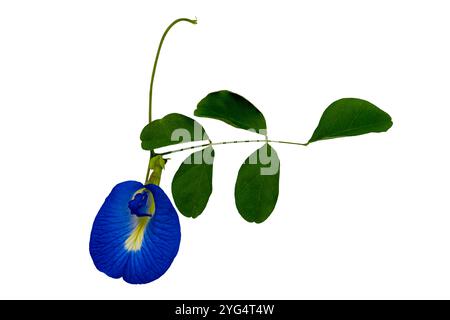 Fleur de pois papillon bleu en fleurs ou fleur Clitoria ternatea avec des feuilles isolées sur bacjground blanc avec chemin de coupe. Banque D'Images