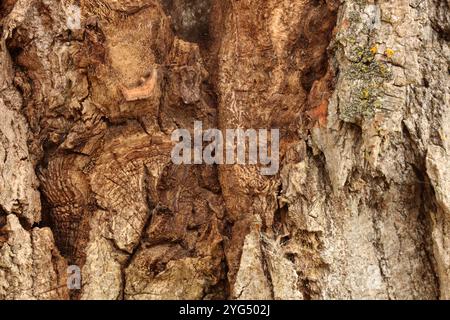 Gros plan extrême de l'écorce d'un arbre de Cottonwood avec plusieurs variétés de lichen, y compris le lichen shiled moucheté oriental, le lichen Goldspeck commun, Banque D'Images