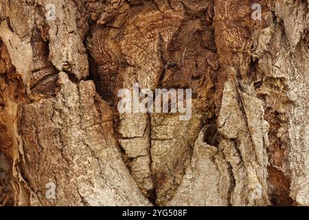 Gros plan extrême de l'écorce d'un arbre Cottonwood à Trevor, Wisconsin, États-Unis Banque D'Images