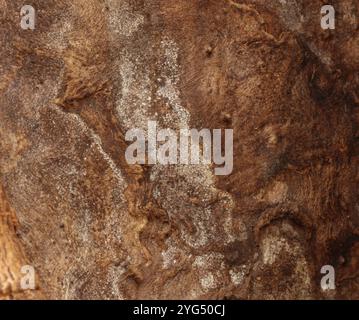 Gros plan extrême de l'écorce d'un arbre de Cottonwood, avec Haematomma ochroleucum lichen, à Trevor, Wisconsin, États-Unis Banque D'Images