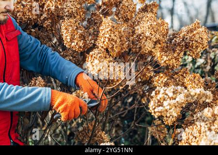 Taille des inflorescences d'hortensia fanées dans le jardin. Jardinier en gants élagant hortensia avant l'hiver, concept de jardinage d'automne. Photo de haute qualité Banque D'Images