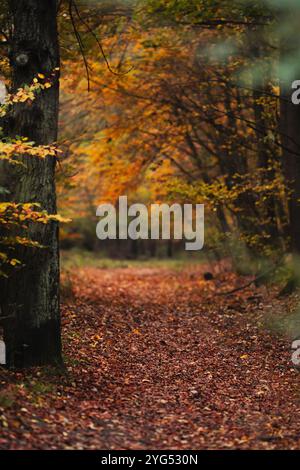 Chemin sombre magique à travers la forêt avec la meilleure atmosphère mystique en saison d'automne en Bohême. Banque D'Images