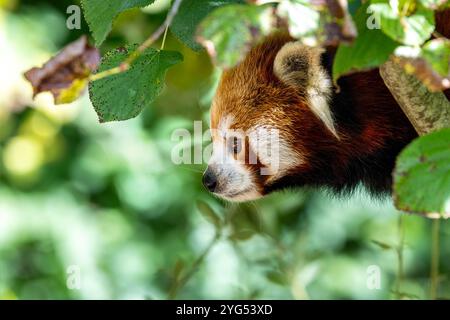 Panda roux adulte, ailurus fulgens, fouillant les branches d'un arbre. Espèce menacée originaire de l'est de l'Himalaya et du sud-ouest de la Chine Banque D'Images
