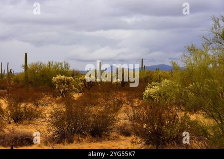 Le vaste désert de Sonora dans le centre de l'Arizona USA un matin d'automne tôt Banque D'Images