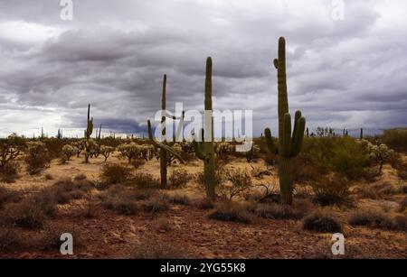 Le vaste désert de Sonora dans le centre de l'Arizona USA un matin d'automne tôt Banque D'Images