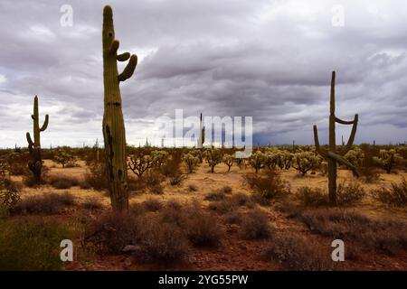 Le vaste désert de Sonora dans le centre de l'Arizona USA un matin d'automne tôt Banque D'Images