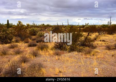 Le vaste désert de Sonora dans le centre de l'Arizona USA un matin d'automne tôt Banque D'Images