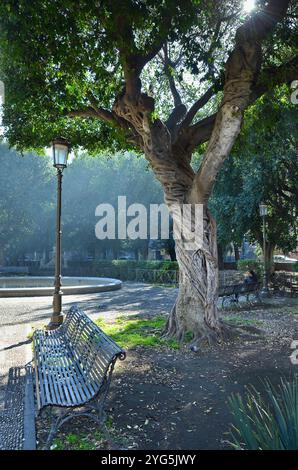 Bench et Ficus macrophylla, communément connu sous le nom de figue de la baie de Moreton à Giardino Pacini, Catane, Sicile, Italie. Banque D'Images