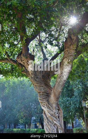 Ficus macrophylla, communément appelé figue de la baie de Moreton à Giardino Pacini, Catane, Sicile, Italie. Banque D'Images