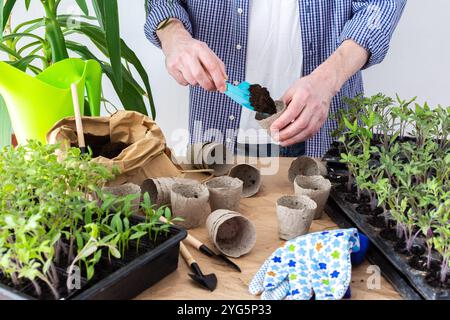 En piquant, un homme transplante de jeunes plants de tomates et de poivrons dans des pots écologiques, transplantant des plants de contenants en plastique dans des pots de tourbe, prepa Banque D'Images