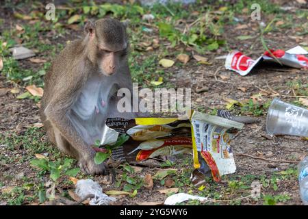 SAMUT PRAKAN, THAÏLANDE, 21 JUIN 2024, Un macaque cherche de la nourriture dans les ordures jetées dans le conteneur à ordures Banque D'Images