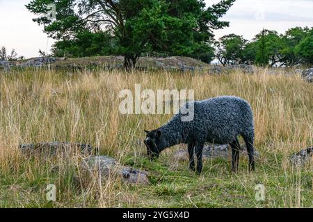 Moutons qui paissent sous le pont de Öland (Ölandsbron) à la lumière du soir, Kalmar, Kalmar län, Suède, Scandinavie, Europe du Nord. Banque D'Images