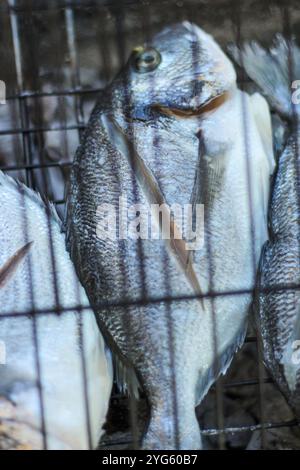 Cuisson du poisson en plein air. Cuisson et rôtissage du poisson sur barbecue. Poisson grillé sur charbon de bois. Idée de concept d'heure d'été et d'alimentation saine. Vue de dessus. Banque D'Images