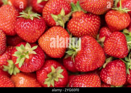 Fraises rouges mûres en gros plan le jour ensoleillé. Concept de fond de fruit frais. Vue de dessus Banque D'Images