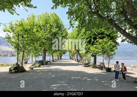 Une avenue d’arbres sur Isola Pescatori (île des pêcheurs), ou Isola Superiore, les îles Borromées, Stresa, le lac majeur, Italie Banque D'Images