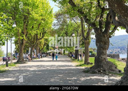 Une avenue d’arbres sur Isola Pescatori (île des pêcheurs), ou Isola Superiore, les îles Borromées, Stresa, le lac majeur, Italie Banque D'Images