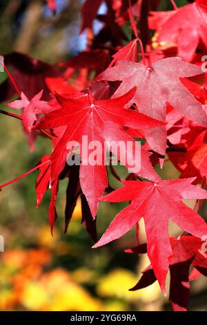 Gros plan d'une feuille d'Acer aux couleurs rouge vif automne Banque D'Images