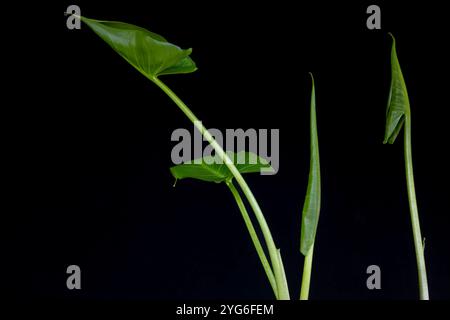 Washington ; tige ; feuilles ; Pacifique Nord-Ouest ; calla lilly; cultivé à partir de bulbe ; feuilles ; tige ; feuilles ; Zantedeschia; plantes herbacées ; vivaces ; à fleurs Banque D'Images