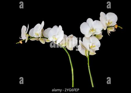 WA25894-00...WASHINGTON - Une orchidée blanche beuatiful en pleine floraison. Banque D'Images