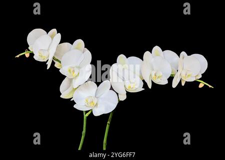 WA25896-00...WASHINGTON - Une orchidée blanche beuatiful en pleine floraison. Banque D'Images