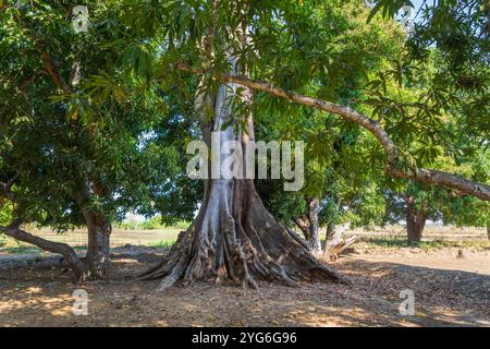 Les racines rondes et tordues d'un arbre s'étendent profondément dans la terre à un terminal de ferry sur la rivière Tsiribihina, Madagascar. Le tronc de l'arbre et exposé Banque D'Images