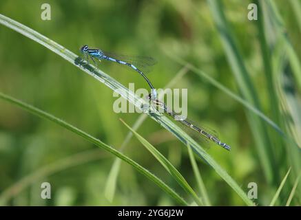 Dainty Damselfly ou Dainty Bluet tandem paire - Coenagrion scitulum Banque D'Images