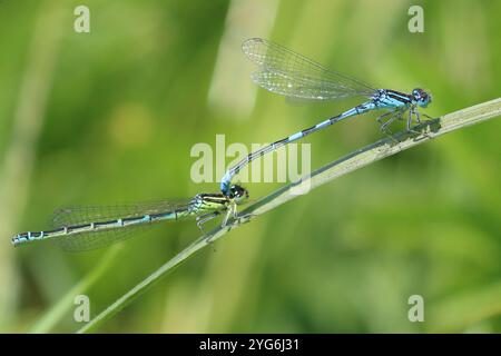 Dainty Damselfly ou Dainty Bluet tandem paire - Coenagrion scitulum Banque D'Images