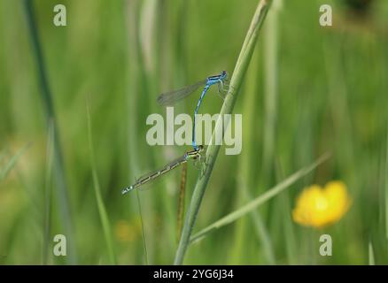 Dainty Damselfly ou Dainty Bluet tandem paire - Coenagrion scitulum Banque D'Images